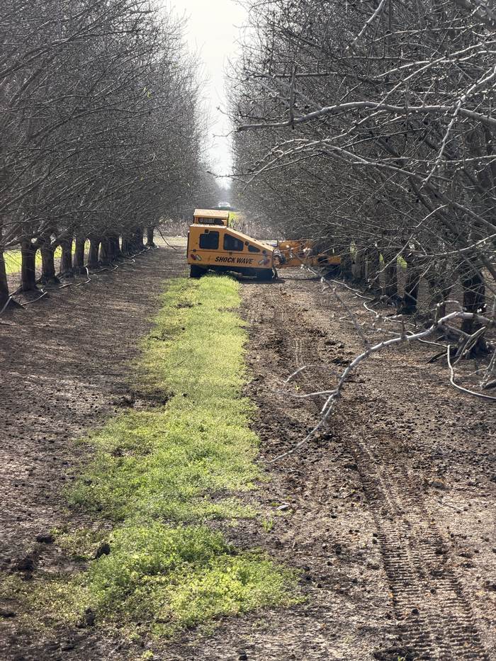 A shaker moving through a dormant almond block in winter, bare trees and green cover crop between the rows.