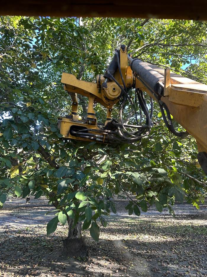A hydraulic shaker head clamped onto a limb up in the canopy of an older Chandler walnut tree, walnuts scattered on the orchard floor below.