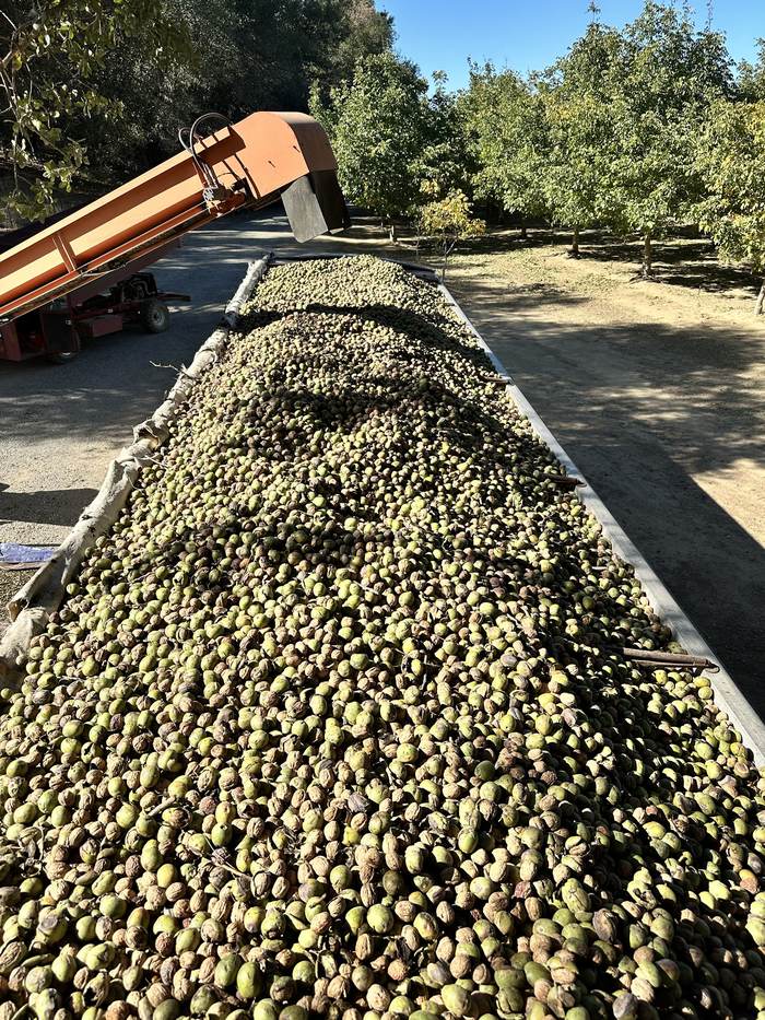 A trailer heaped with freshly harvested walnuts still in the hull, elevator alongside.